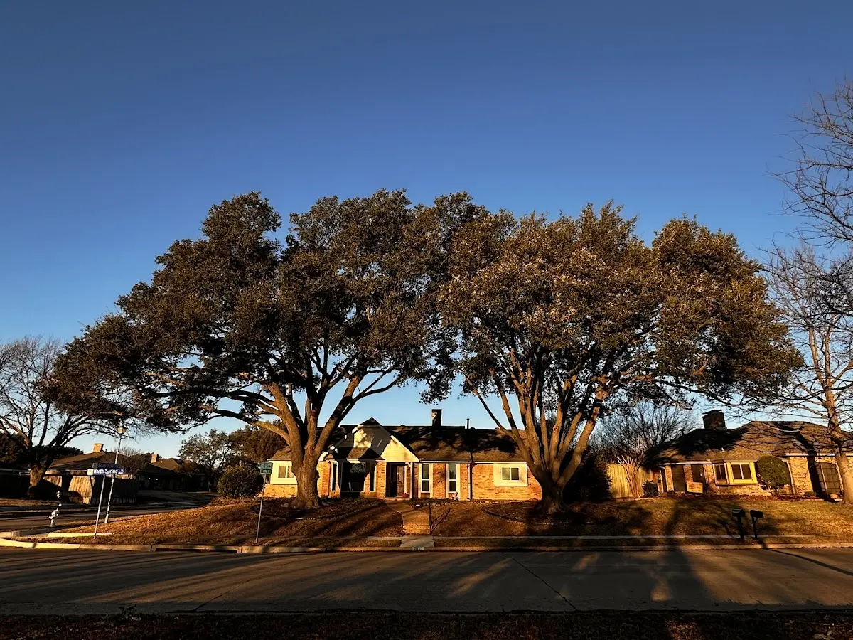 Established residential canopy tree shading a home in Wibaux